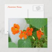 Nasturtium Blooms Briefkaart (Voorkant / Achterkant)