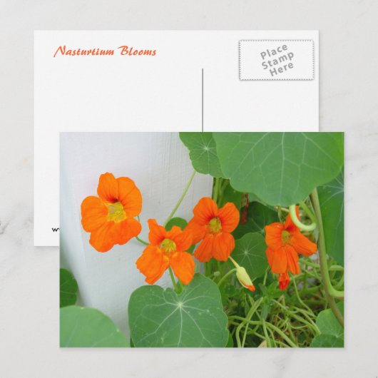 Nasturtium Blooms Briefkaart (Voorkant / Achterkant)