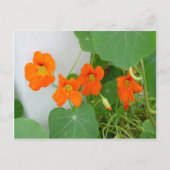 Nasturtium Blooms Briefkaart (Voorkant)