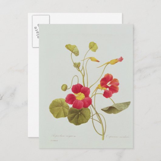 Nasturtium Briefkaart (Voorkant / Achterkant)
