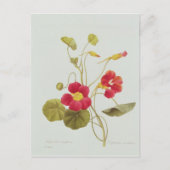 Nasturtium Briefkaart (Voorkant)
