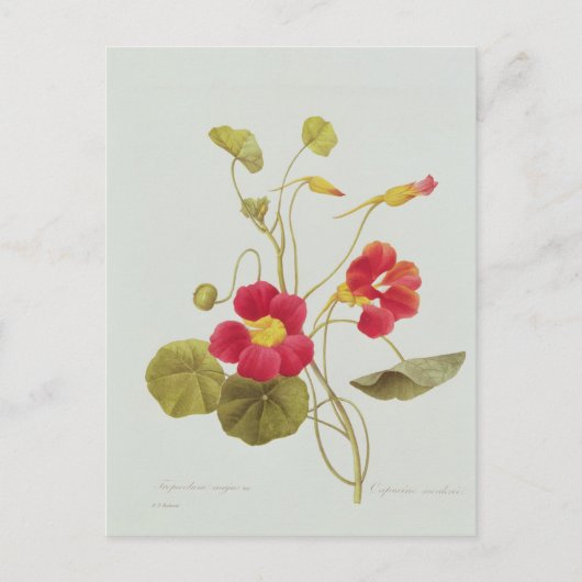 Nasturtium Briefkaart (Voorkant)