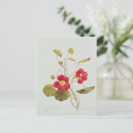 Nasturtium Briefkaart (Staand voorkant)