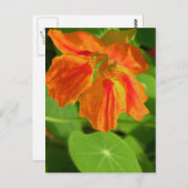 Nasturtium Briefkaart (Voorkant / Achterkant)