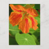 Nasturtium Briefkaart (Voorkant)