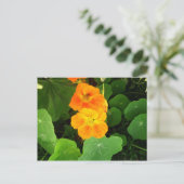 Nasturtium Briefkaart (Staand voorkant)