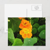 Nasturtium Briefkaart (Voorkant / Achterkant)