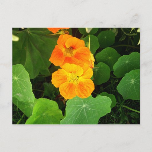 Nasturtium Briefkaart (Voorkant)