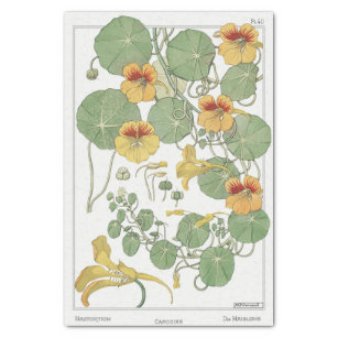 Nasturtium, Eugene Grassat's Botany-serie Tissuepapier