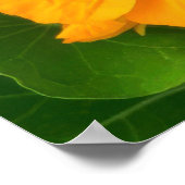 Nasturtium Flowers Poster (Hoek)