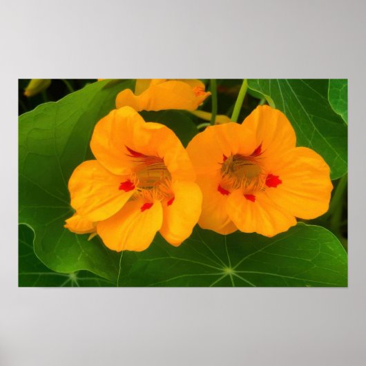 Nasturtium Flowers Poster (Voorkant)