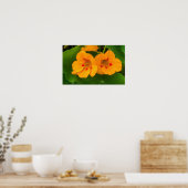 Nasturtium Flowers Poster (Keuken)