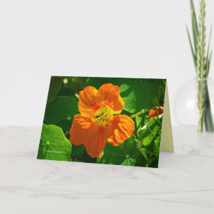 Nasturtium in sinaasappel kaart