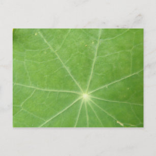 Nasturtium Leaf Briefkaart