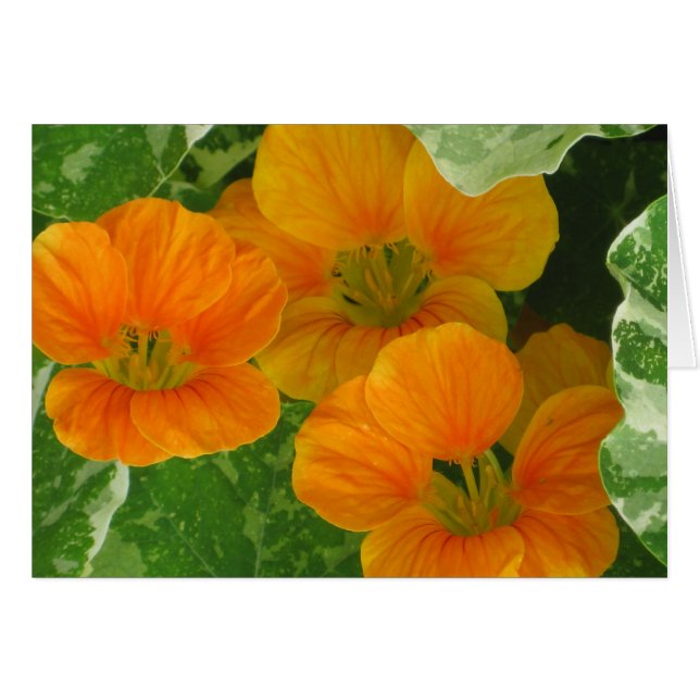 Nasturtium Notecard (Voorkant Horizontaal)