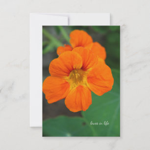 Nasturtium Notitiekaartje