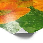Nasturtium Photo Print Foto Afdruk (Hoek)