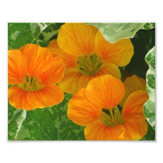 Nasturtium Photo Print Foto Afdruk (Voorkant)