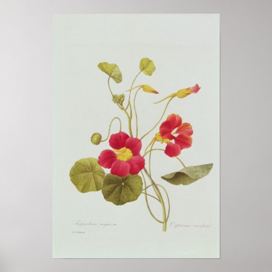 Nasturtium Poster (Voorkant)