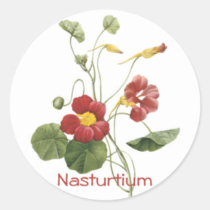 Nasturtium Ronde Sticker