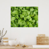Nasturtium Seedlings Print (Keuken)