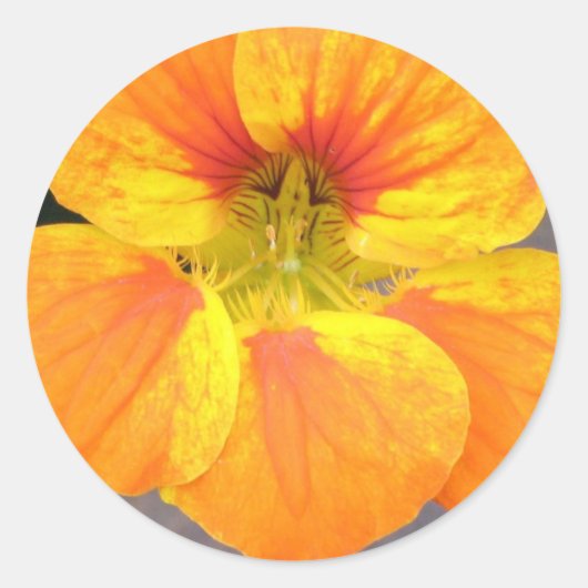 Nasturtium-Sticker Ronde Sticker (Voorkant)