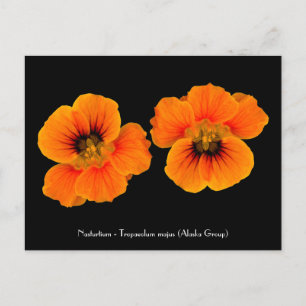 Nasturtium - Tropaeolum majus Briefkaart