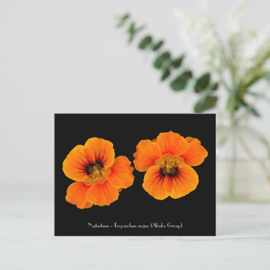 Nasturtium - Tropaeolum majus Briefkaart (Staand voorkant)