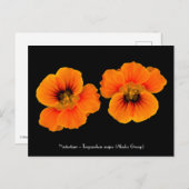 Nasturtium - Tropaeolum majus Briefkaart (Voorkant / Achterkant)