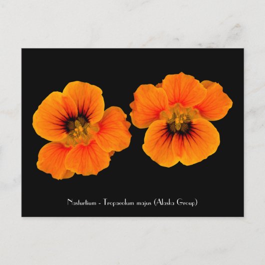 Nasturtium - Tropaeolum majus Briefkaart (Voorkant)