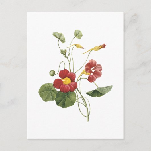 nasturtium (Tropaeolum majus) van Redouté Briefkaart (Voorkant)