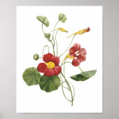 nasturtium (Tropaeolum majus) van Redouté Poster (Voorkant)