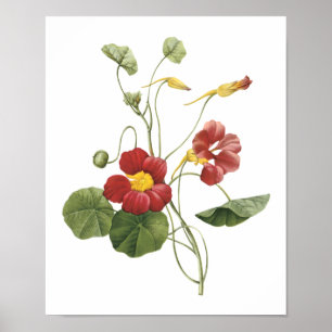 nasturtium (Tropaeolum majus) van Redouté Poster