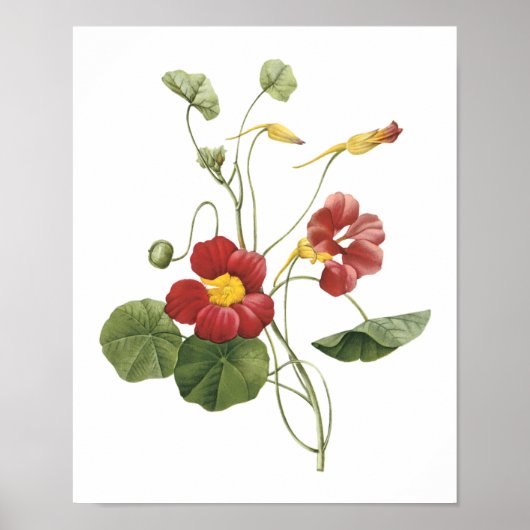 nasturtium (Tropaeolum majus) van Redouté Poster (Voorkant)