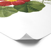 nasturtium (Tropaeolum majus) van Redouté Poster (Hoek)