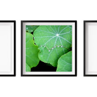 Nasturtium verlaat Pearl Water Drops Fotografie