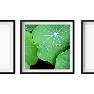 Nasturtium verlaat Pearl Water Drops Fotografie Poster