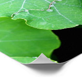 Nasturtium verlaat Pearl Water Drops Fotografie Poster (Hoek)