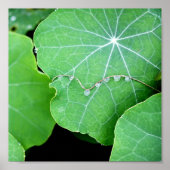 Nasturtium verlaat Pearl Water Drops Fotografie Poster (Voorkant)