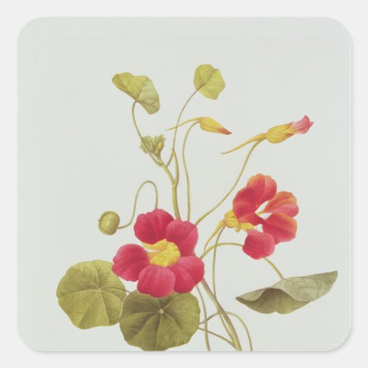 Nasturtium Vierkante Sticker (Voorkant)
