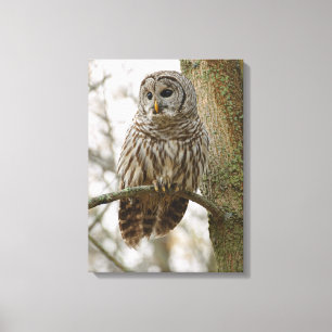 Nat Feathers Barred Owl Alert Zoekend Prey Canvas Afdruk