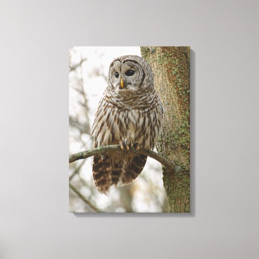 Nat Feathers Barred Owl Alert Zoekend Prey Canvas Afdruk (Voorkant)