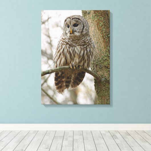 Nat Feathers Barred Owl Alert Zoekend Prey Canvas Afdruk (Insitu (Houten vloer))