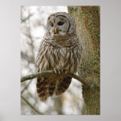 Nat Feathers Barred Owl Alert Zoekend Prey Poster (Voorkant)