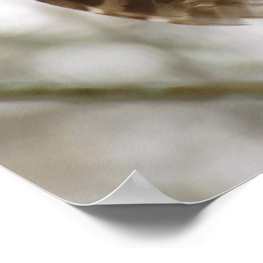 Nat Feathers Barred Owl Alert Zoekend Prey Poster (Hoek)