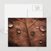 nat herfstblad 2 briefkaart (Voorkant / Achterkant)