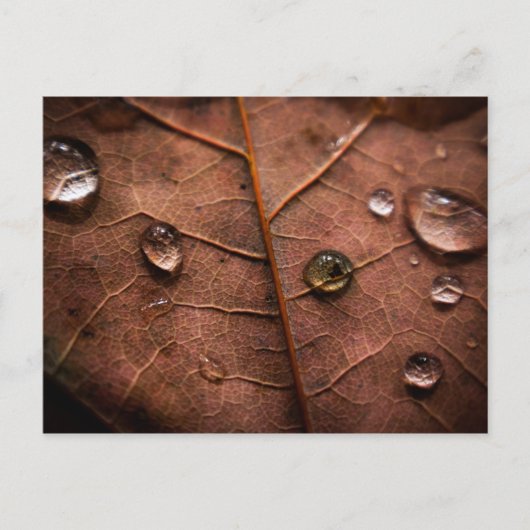 nat herfstblad 2 briefkaart (Voorkant)