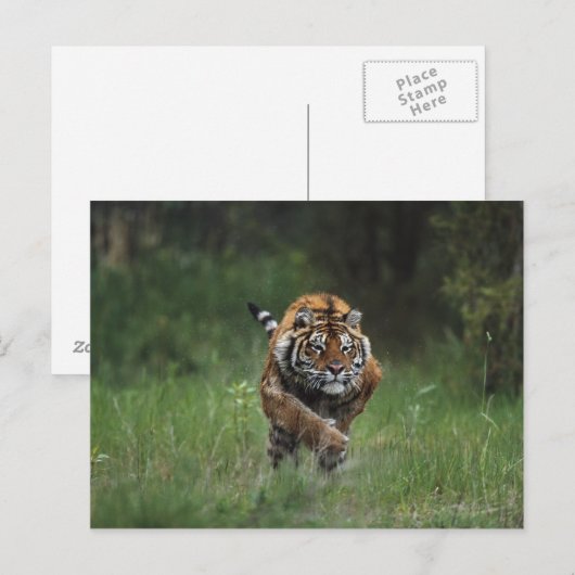 Nat Siberian Tiger Charging Briefkaart (Voorkant / Achterkant)
