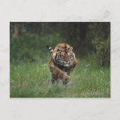 Nat Siberian Tiger Charging Briefkaart (Voorkant)
