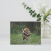 Nat Siberian Tiger Charging Briefkaart (Staand voorkant)